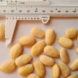 distribuidores-mayoristas-almendras-2