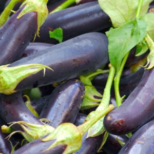 aubergine1-nema
