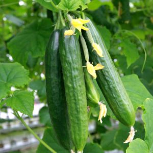 cucumber4-name