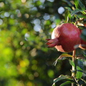 fresh pomegranate on the tree ____