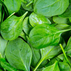 spinach1-nema